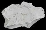Ediacaran Aged Fossil Worms (Sabellidites) - Estonia #73535-2